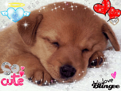 dog gif